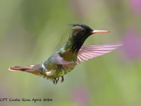 A10A4650Black-crested_Coquette