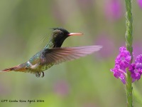 A10A4651Black-crested_Coquette