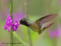 A10A4658Black-crested_Coquette