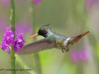 A10A4661Black-crested_Coquette