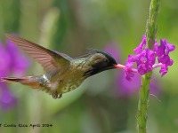 A10A4669Black-crested_Coquette