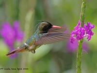 A10A4672Black-crested_Coquette