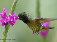 A10A4690Black-crested_Coquette