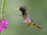 A10A4699Black-crested_Coquette