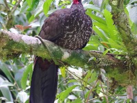 A10A4749Crested_Guan