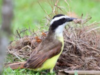 A10A4756Great_Kiskadee