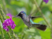 A10A4776Violet-headed_Hummingbird