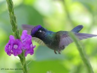 A10A4793Violet-headed_Hummingbird