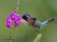 A10A4814Violet-headed_Hummingbird