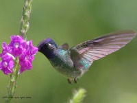A10A4815Violet-headed_Hummingbird
