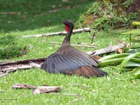 A10A4827Crested_Guan