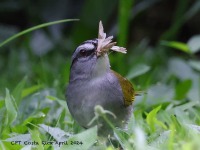 A10A4845Black-striped_Sparrow