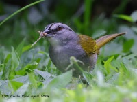 A10A4847Black-striped_Sparrow