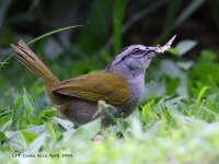 A10A4848Black-striped_Sparrow