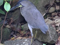 A10A4912Fasciated_Tiger-Heron