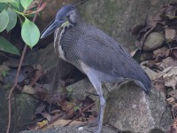 A10A4916Fasciated_Tiger-Heron