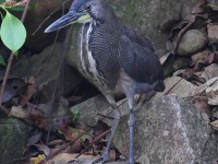 A10A4923Fasciated_Tiger-Heron