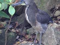 A10A4929Fasciated_Tiger-Heron