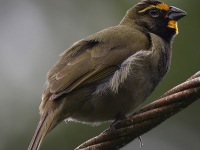 A10A4948Yellow-faced_Grassquit