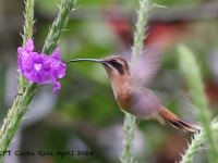 A10A4952Stripe-throated_Hermit