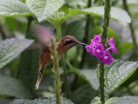 A10A4958Stripe-throated_Hermit