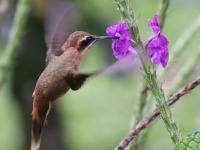 A10A4971Stripe-throated_Hermit