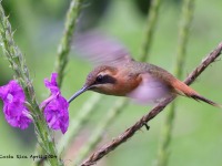 A10A4973Stripe-throated_Hermit