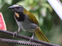 A10A5043Buff-throated_Saltator