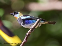 A10A5102Golden-hooded_Tanager