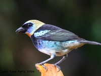 A10A5232Golden-hooded_Tanager