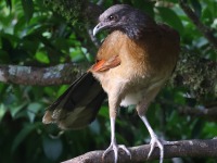 A10A5253Grey-headed_Chachalaca