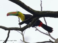 A10A5284Keel-billed_Toucan