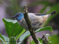A10A5311Female_Scarlet-thighed_Dacnis