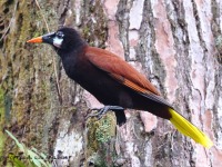 A10A5314Montezuma_Oropendola