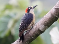 A10A5327Black-cheeked_Woodpecker