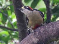 A10A5335Black-cheeked_Woodpecker