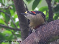 A10A5338Black-cheeked_Woodpecker