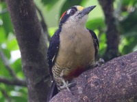 A10A5340Black-cheeked_Woodpecker