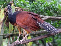 A10A5349Female_Great_Curassow