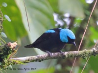 A10A5399Scarlet-thighed_Dacnis