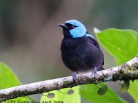 A10A5417Scarlet-thighed_Dacnis