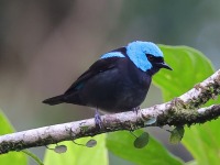 A10A5420Scarlet-thighed_Dacnis