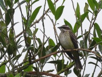 A10A5445Piratic_Flycatcher