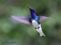 A10A5455White-necked_Jacobin