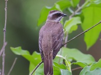 A10A5466Piratic_Flycatcher