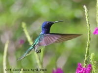 A10A5496White-necked_Jacobin