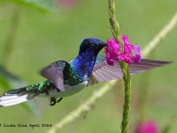 A10A5500White-necked_Jacobin