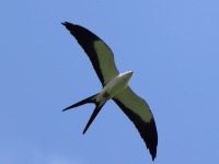 A10A5519Swallow-tailed_Kite