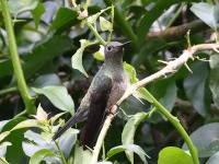 A10A5558Scaly-breasted_Hummingbird