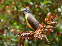 A10A5562Grey-capped_Flycatcher